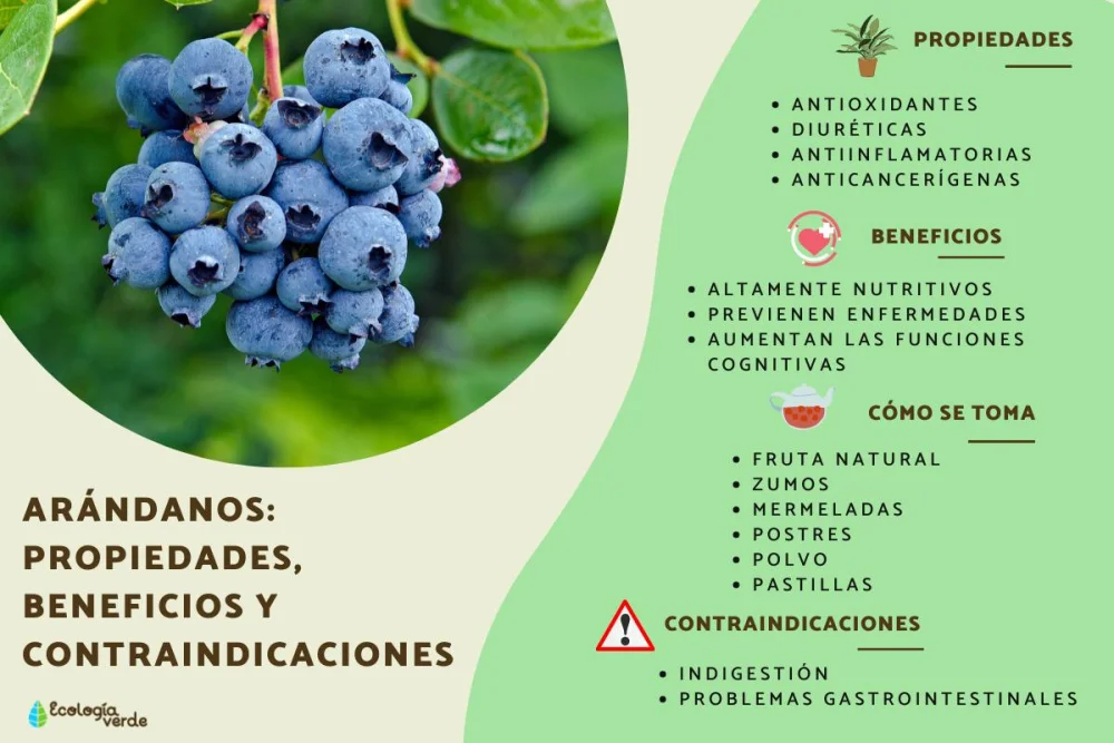 Ventajas y beneficios del arándano para la salud