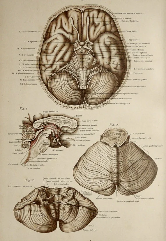 Análisis del Cerebro en la Antigüedad