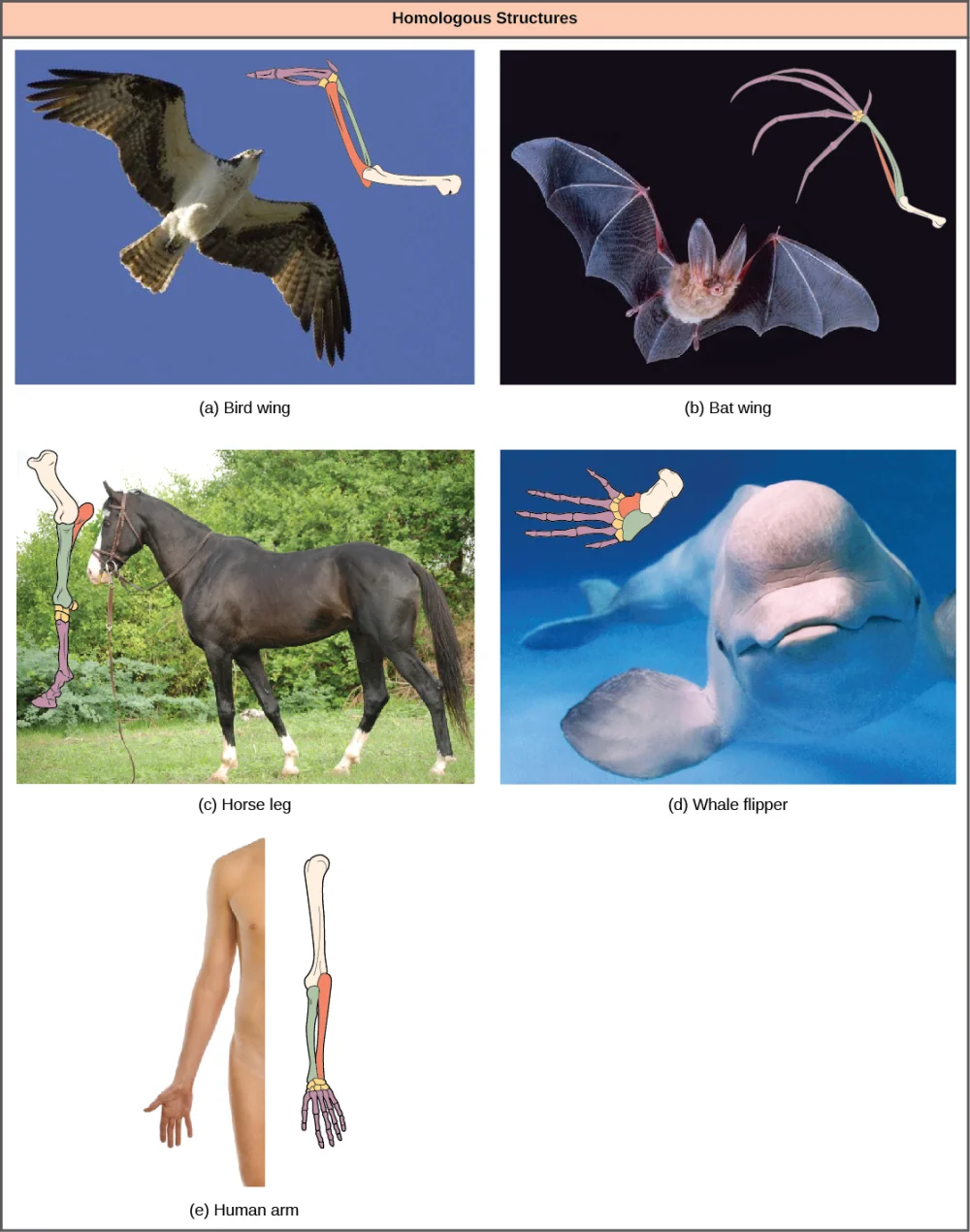 Conexiones Inesperadas: Vínculos entre Diferentes Especies
