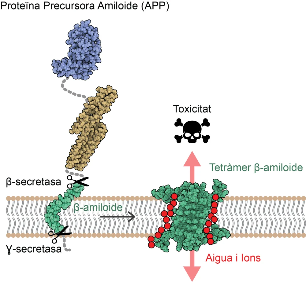 Estudio revela vínculo entre beta-amiloide y causa del Alzheimer