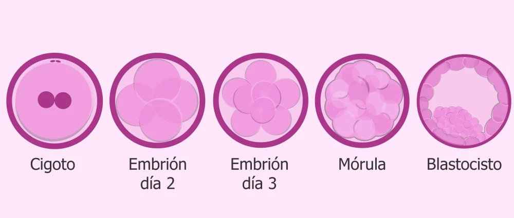 Fases del Desarrollo Embrionario