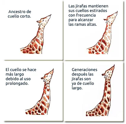 La Teoría de Lamarck sobre la Evolución de las Especies