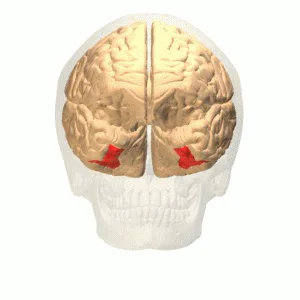 Prosopagnosia: Limitación para Identificar Rostros Humanos