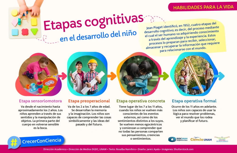 Las fases del desarrollo cognitivo según Jean Piaget