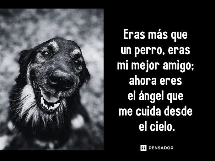 Pérdida de Mascotas: Despedida de un Fiel Compañero