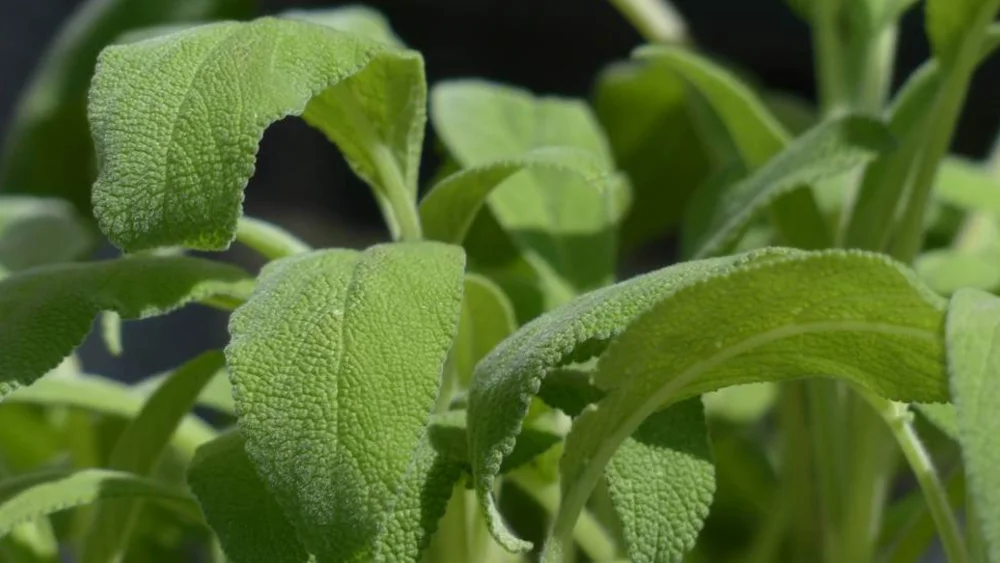 Secretos de la Salvia: Historia Beneficios y Usos Tradicionales