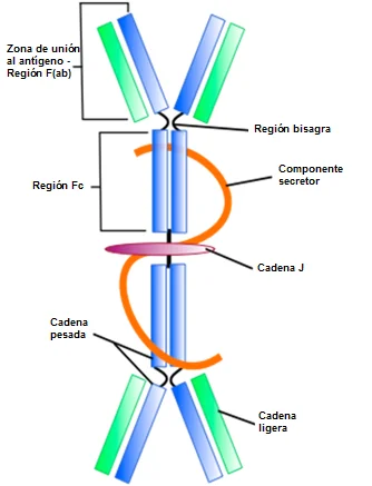 Secretos y funciones clave de las inmunoglobulinas
