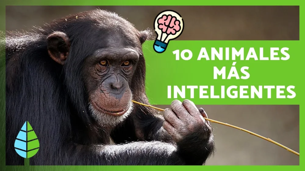 Animales con Mayor Inteligencia