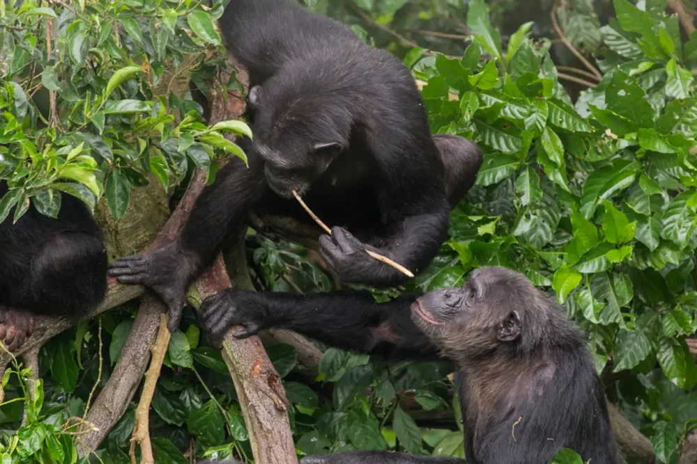 Animales que han aprendido a utilizar herramientas