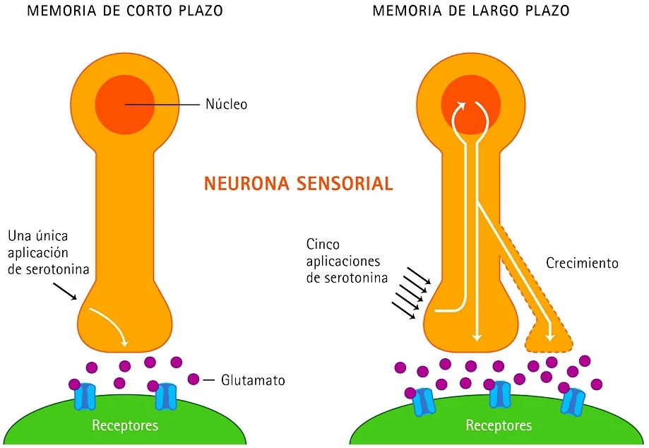 Células nerviosas determinan la persistencia o desaparición de recuerdos