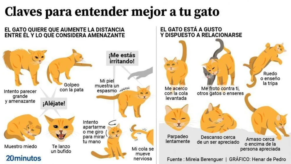 Comportamiento Animal: Claves para Entender su Mundo