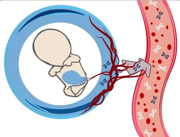 El ADN fetal persiste en la madre tras el embarazo
