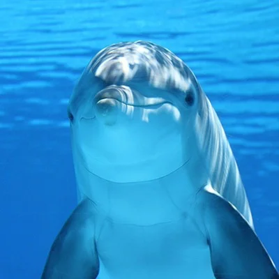 Misterios de la Capacidad Cognitiva de los Delfines