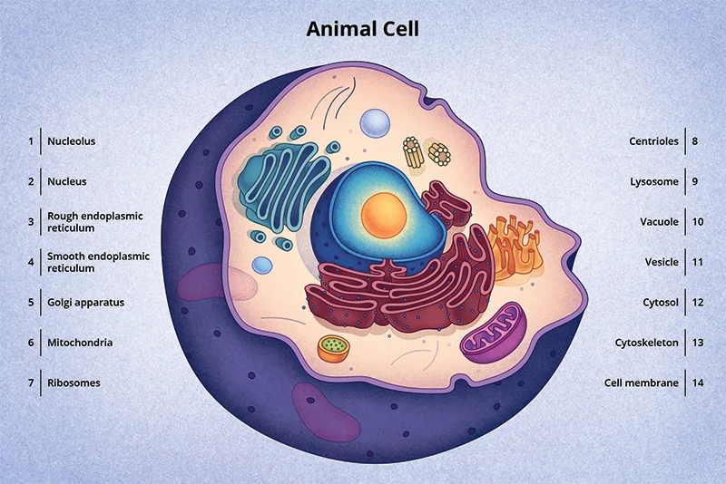 Misterios de la Célula Animal: Funciones y Estructura