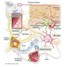 Misterios de la Microglia: Funciones y Secretos Revelados