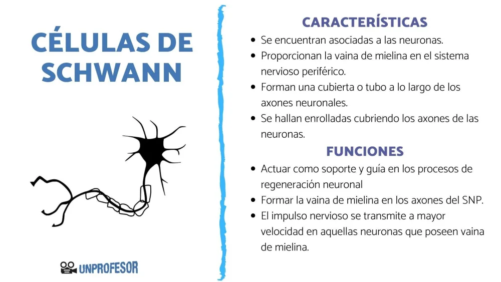 Misterios y funciones de las células de Schwann