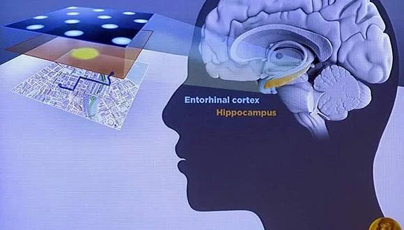Orientación Cerebral: Identifican Células con GPS Interno