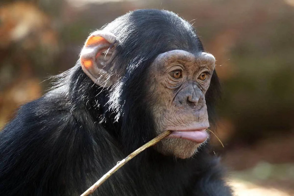 Perspectivas sobre la inteligencia animal según Thorndike y Köhler