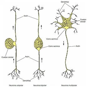Secretos de la célula Betz: Anatomía y función reveladas
