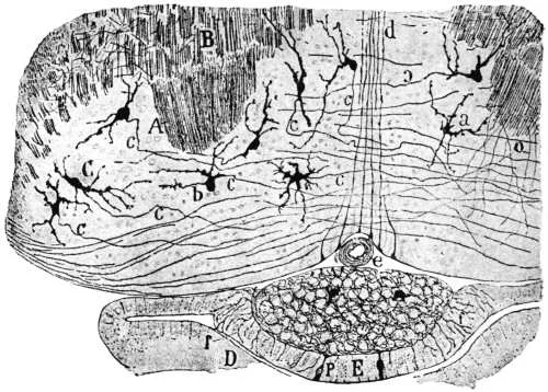 Secretos de la célula mitral revelados: función y estructura