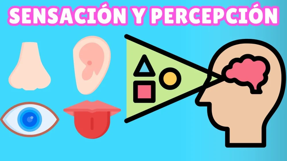 Secretos de la Psicofísica: Comprende la Mente y los Sentidos