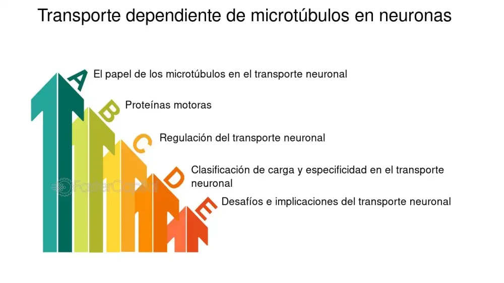 Secretos fascinantes de los microtúbulos revelados en esta guía