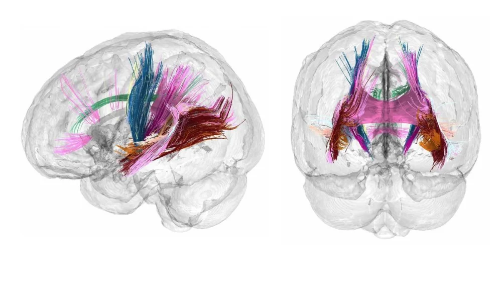 Ciencia revela cambios cerebrales al convertirse en madre