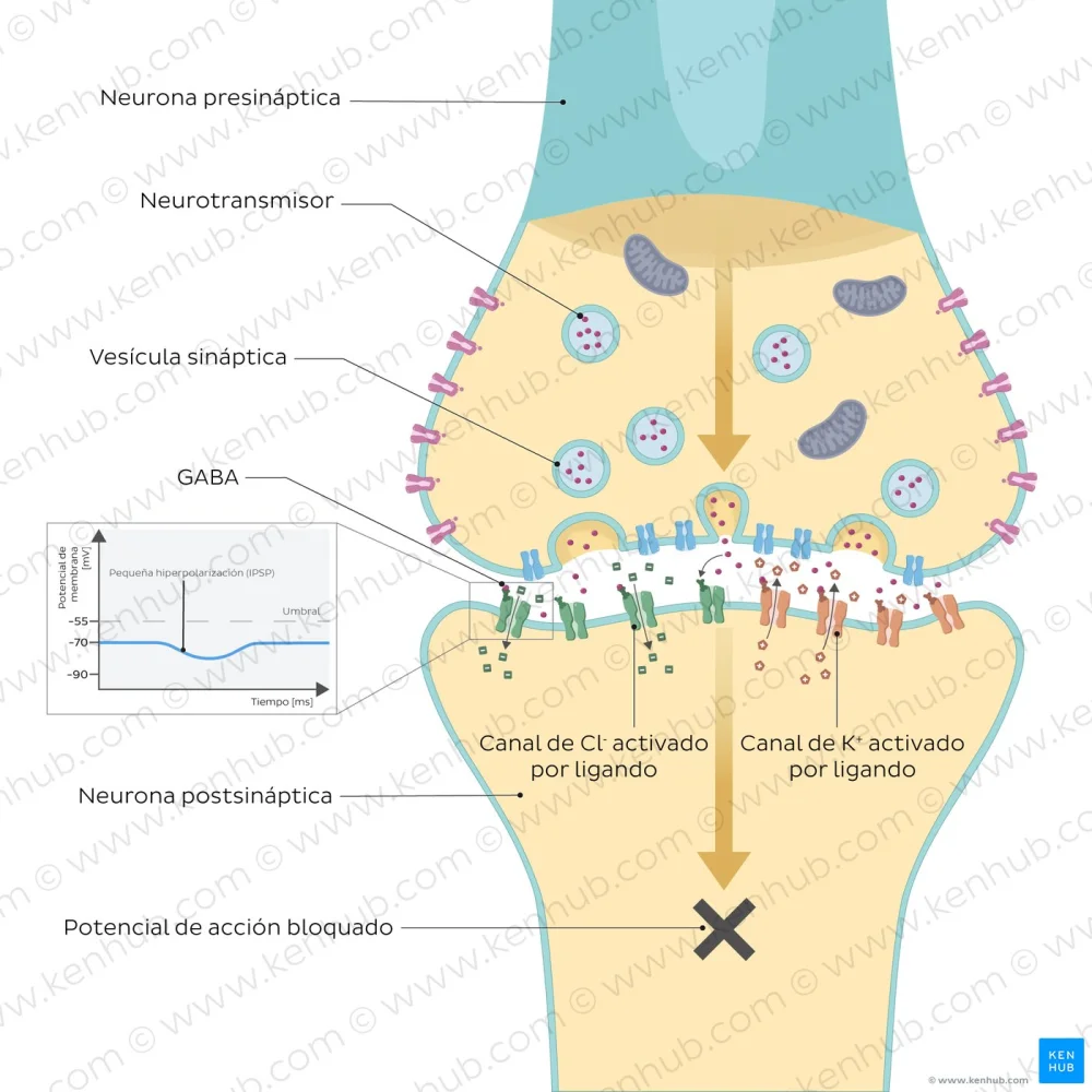 Conexión entre neuronas y músculos: clave vital