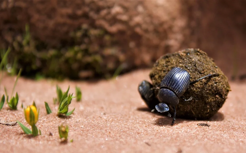 Entomofobia: Comprende el Miedo a los Insectos