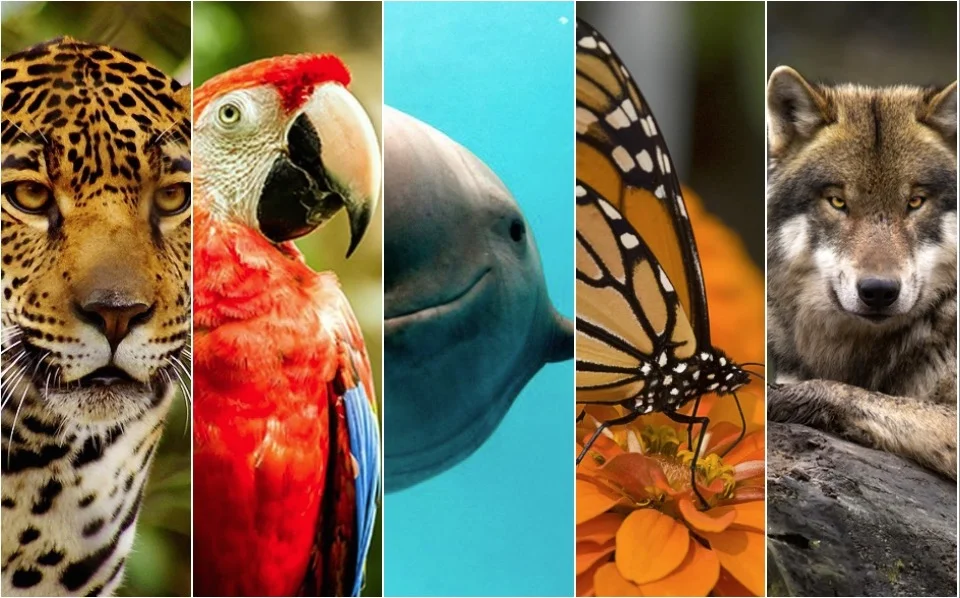 Especies de México al borde de la extinción