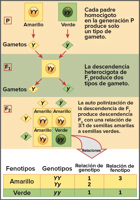 Genética y diversidad: un vistazo a la segregación genética