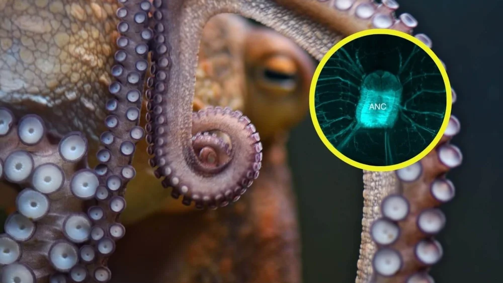 Los secretos del cerebro del pulpo revelados