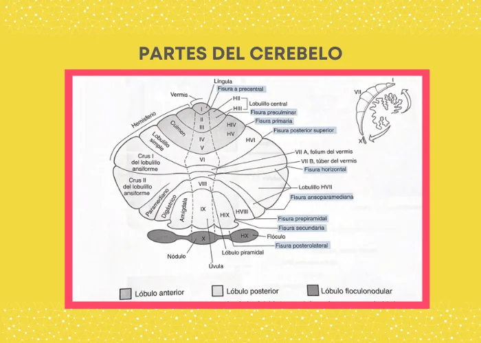 Partes y funciones del cerebelo humano: una guía esencial