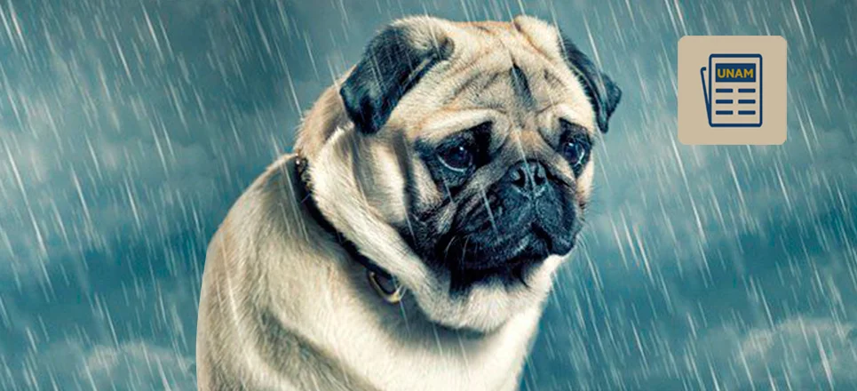 ¿Pueden los Animales Experimentar Traumas?