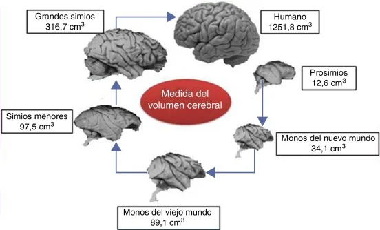 Transformaciones del Cerebro Humano a lo Largo de la Historia