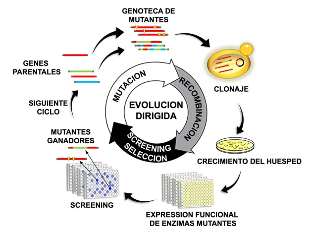 Evolución Dirigida: Innovación en Selección Artificial