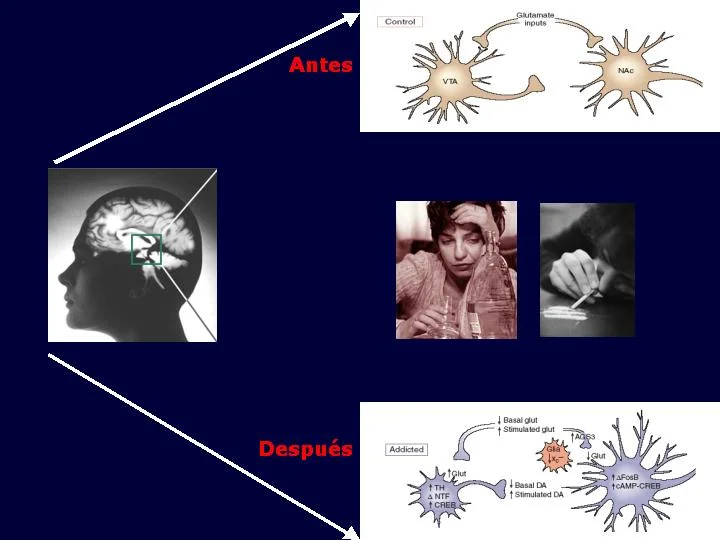 La Estructura Psicológica Detrás de la Adicción al Alcohol