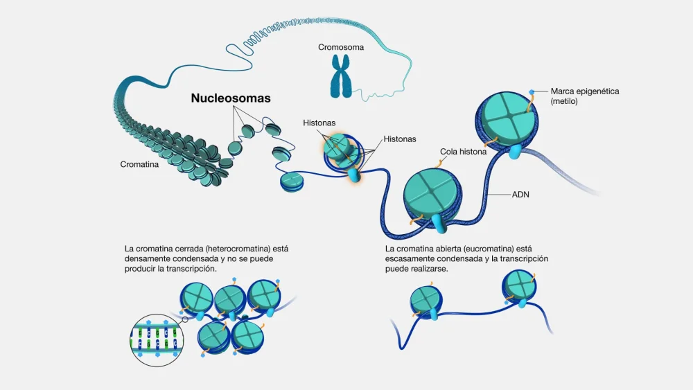 Secretos Asombrosos de los Cromosomas që Transforman la Ciencia