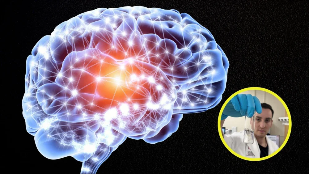 Científicos Detectan Microplásticos en Cerebros Humanos