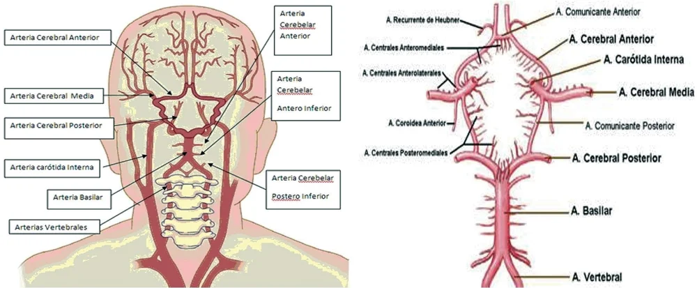 Dinámica de la circulación cerebral