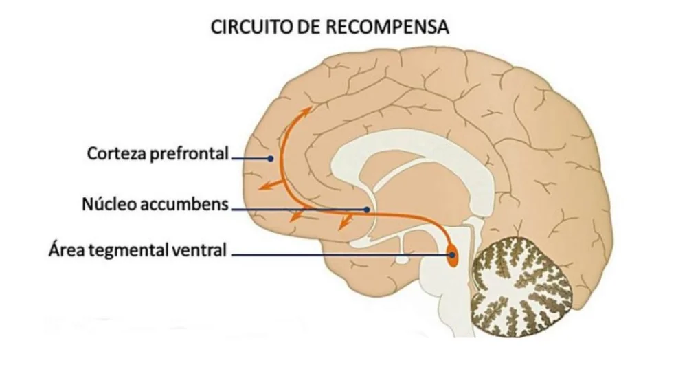 Entendiendo el circuito de anti-recompensa en el cerebro