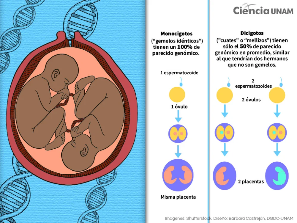 Estudios con Gemelos: Nuevos Hallazgos en Investigación Científica