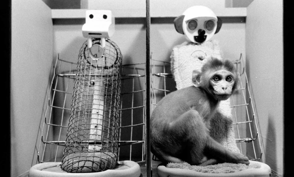 Impacto de la Deprivación Materna: Experimento de Harlow