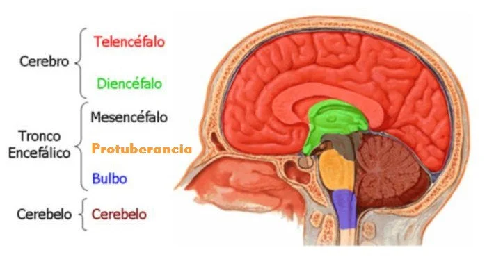 Mielencéfalo: Funciones y secretos del cerebro primitivo