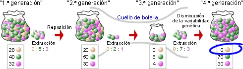 Origen y Consecuencias del Efecto Fundador