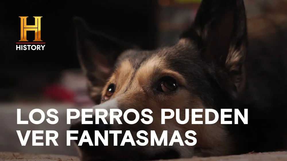 Perros y su misteriosa percepción sensorial