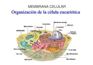 Secretos y funciones vitales de los peroxisomas