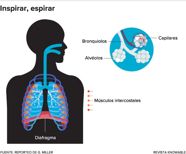 Ansiedad y respiración: la conexión subyacente