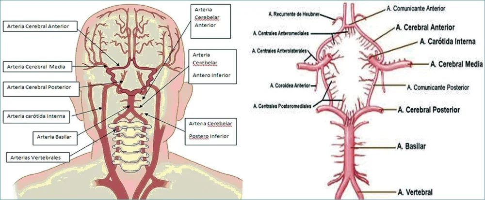 Circulación sanguínea en el sistema nervioso central