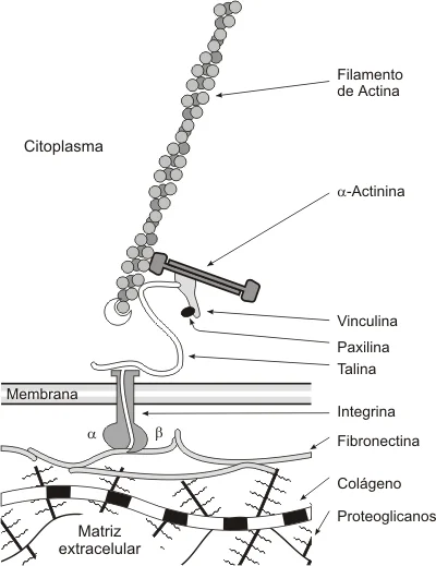 Estructura Intracelular del Citoesqueleto Neuronal